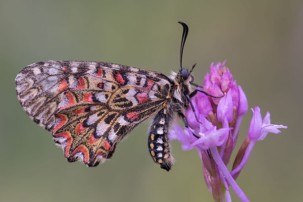 Pinpilinpauxa. Butterfly in Basque. Photo by Gotzon Ameztoi