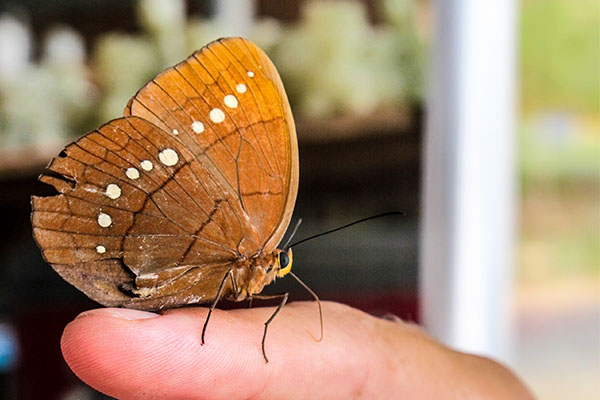 Pinpilinpauxa. Mariposa en euskera. Foto: Iñaki González.