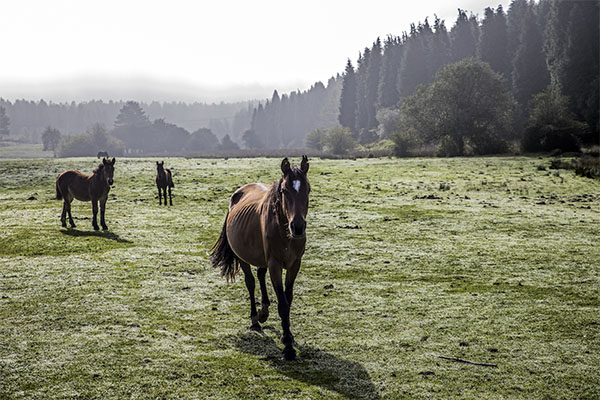 irrintzi es relincho de caballo en euskera